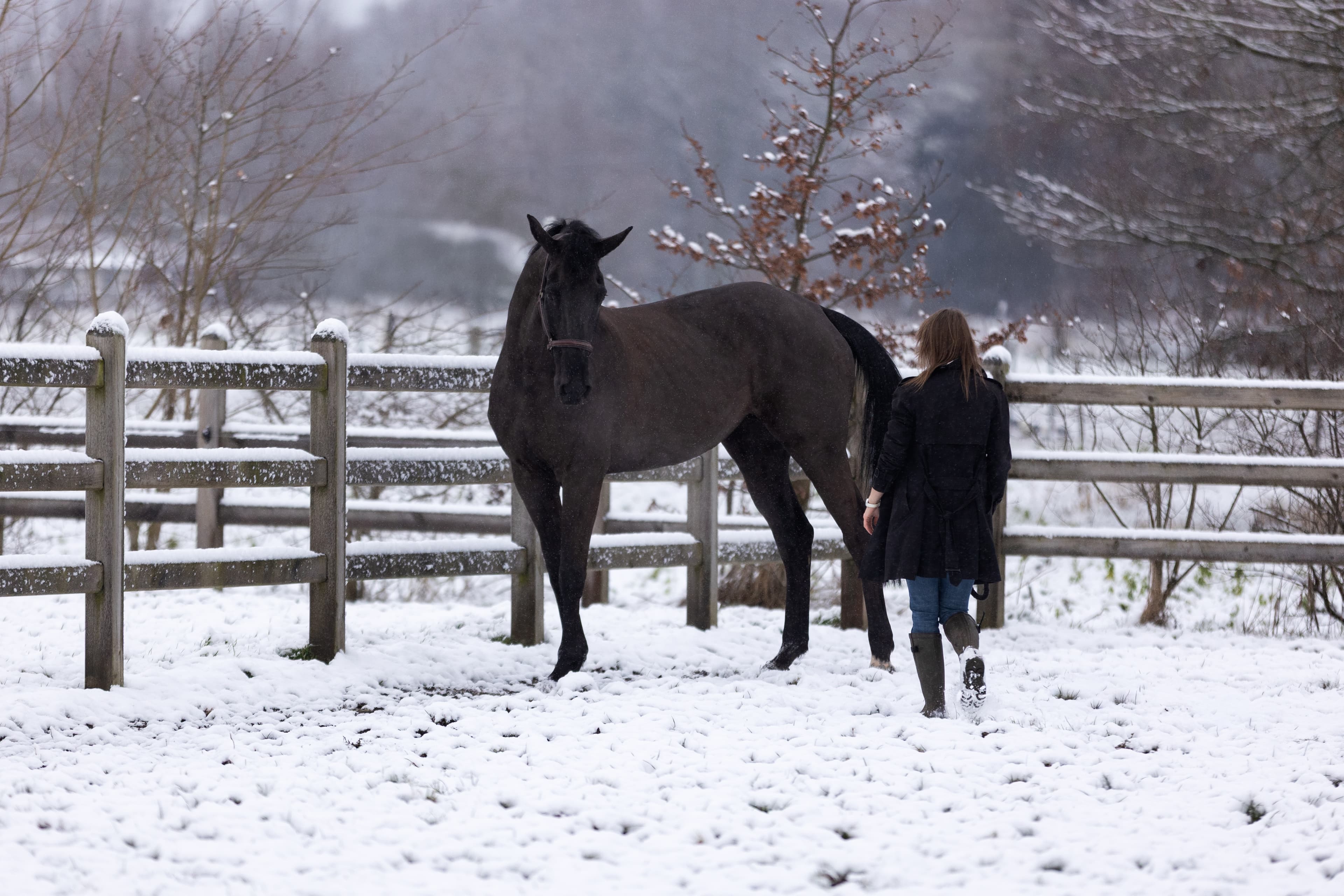 Sfeerbeeld coaching sessie met paard