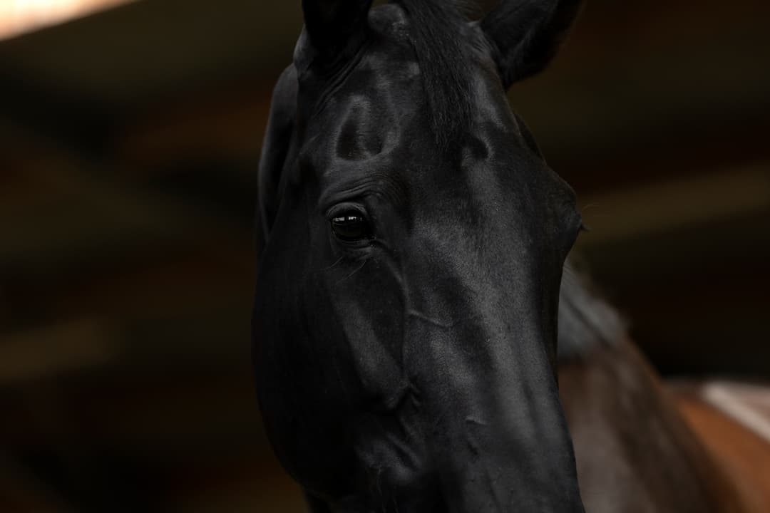 We zijn de kudde kwijt