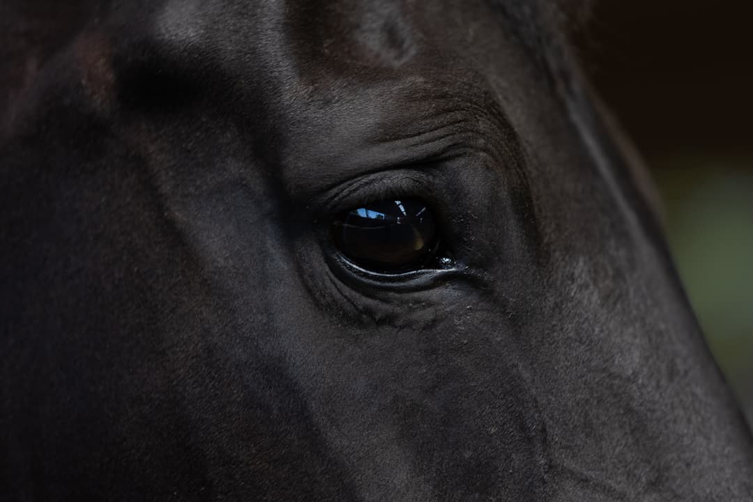 Het collectief geweten van de kudde